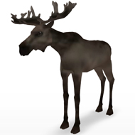 Moose Male