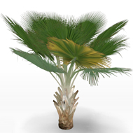 Copernica baileyana