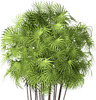 Rhapis Excelsa