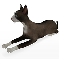 Cat 068 