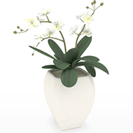 Orchid Flowers