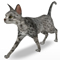 Tabby Cat
