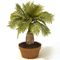 Potted Palm Plant