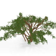 Bush 02