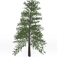 Scotch Pine