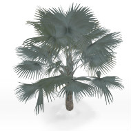 Bismarckia nobilis