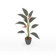 Potted Plant bird of paradise