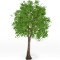 Quercus_small tree