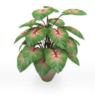 Plant 057