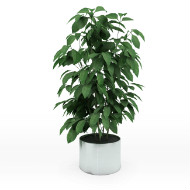 Potted small tree
