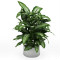 Potted plant dieffenbachia