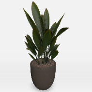 Potted Plant Curculigo Capitulatav