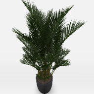 Potted Plant Areca Palm