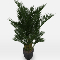 Potted Plant Areca Palm