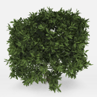 Whitehouse bushes