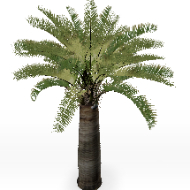 Jubaea_chilensis