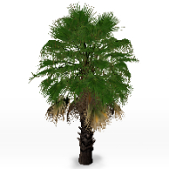 Washingtonia_filifera 08