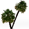 Chamaerops_humilis 24