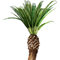 Phoenix canariensis L