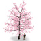 Japan Cherry Blossom tree HD