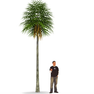 Generic Palm 1