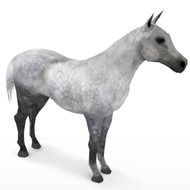 Horse Grey