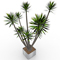 Yucca Potted Plant